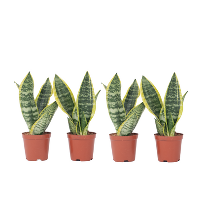 Langue de belle-mère - Set de 4 - Sansevieria 'Superba' - H35-40cm - ⌀12cm