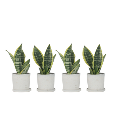 Langue de belle-mère - Set de 4 - Sansevieria 'Superba' - H35-40cm - ⌀12cm