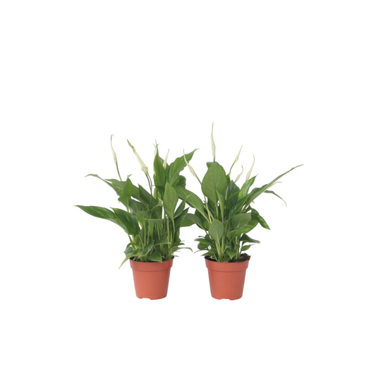 Peace lilly - 2 pcs. - Spathiphyllum 'Torelli' - Height 30-45cm - ⌀12cm