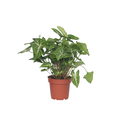 Patte-d'oie - Syngonium podophyllum 'Pixie' - Hauteur 25-40cm - ⌀12cm