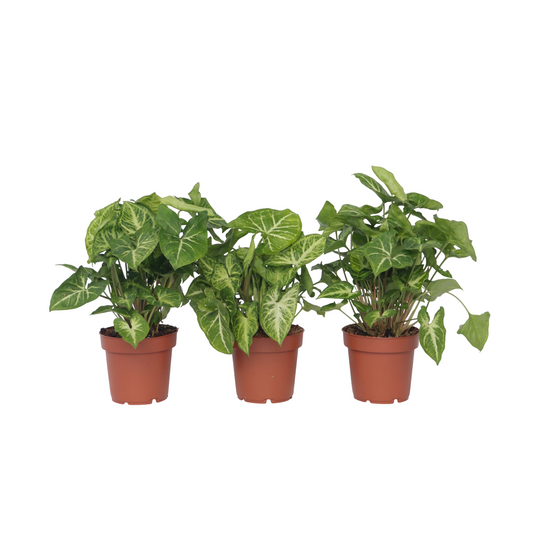 Arrowhead Plant Red Heart - 3 pcs. - Syngonium 'Pixie' - Height 25-40cm - ⌀12cm