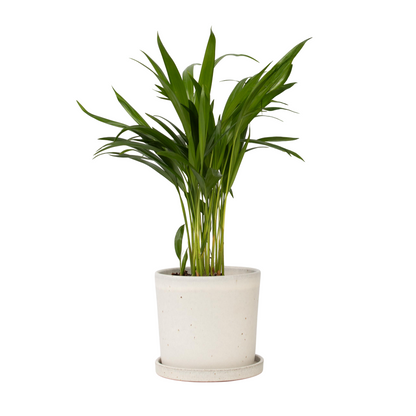 Areca palm 'Golden Cane' - Dypsis lutescens - Height 30-45cm - ⌀12cm