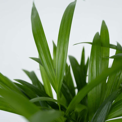 Areca palm 'Golden Cane' - 3 pcs. - Dypsis lutescens - Height 30-45cm - ⌀12cm