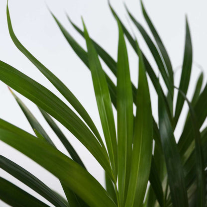 Areca palm 'Golden Cane' - 3 pcs. - Dypsis lutescens - Height 30-45cm - ⌀12cm