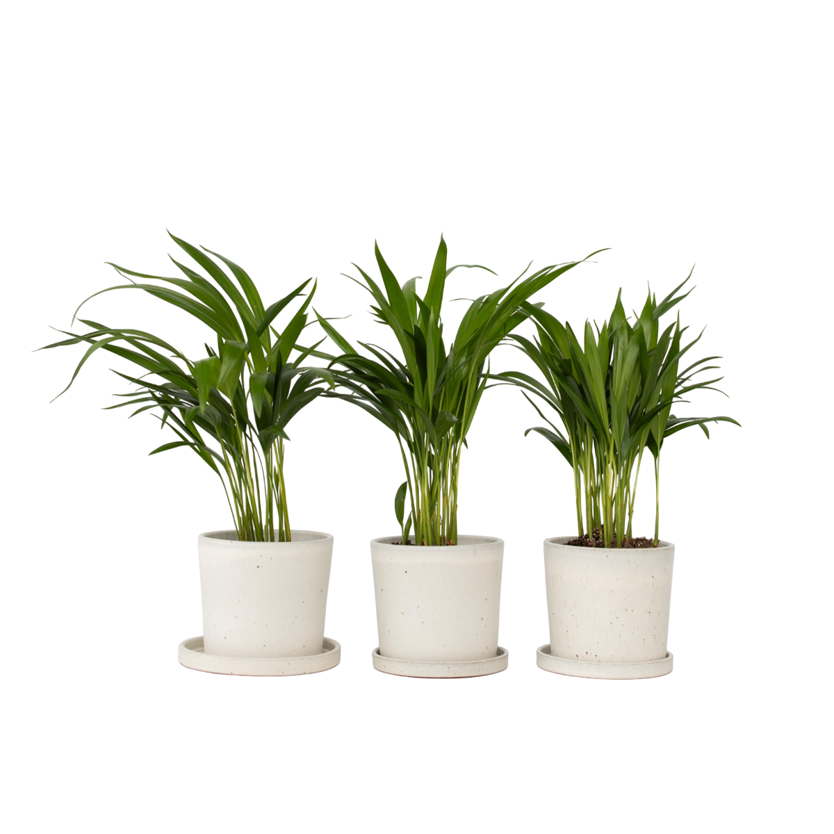 Areca palm 'Golden Cane' - 3 pcs. - Dypsis lutescens - Height 30-45cm - ⌀12cm