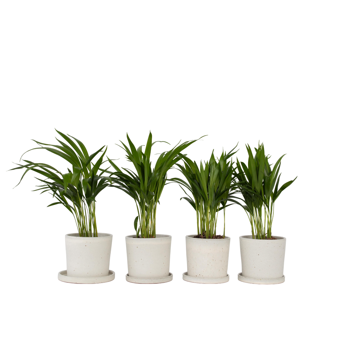 Areca palm 'Golden Cane' - 4 pcs. - Dypsis lutescens - Height 30-45cm - ⌀12cm
