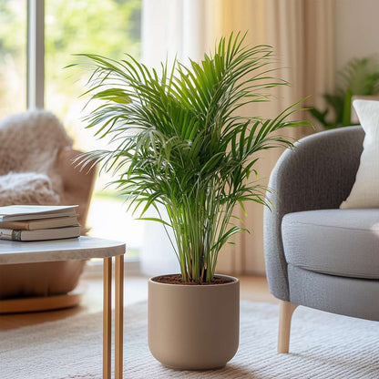 Areca palm 'Golden Cane' - Dypsis lutescens - Height 60-70cm - ⌀17cm