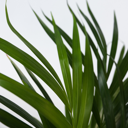 Areca palm 'Golden Cane' - 4 pcs. - Dypsis lutescens - Height 60-70cm - ⌀17cm