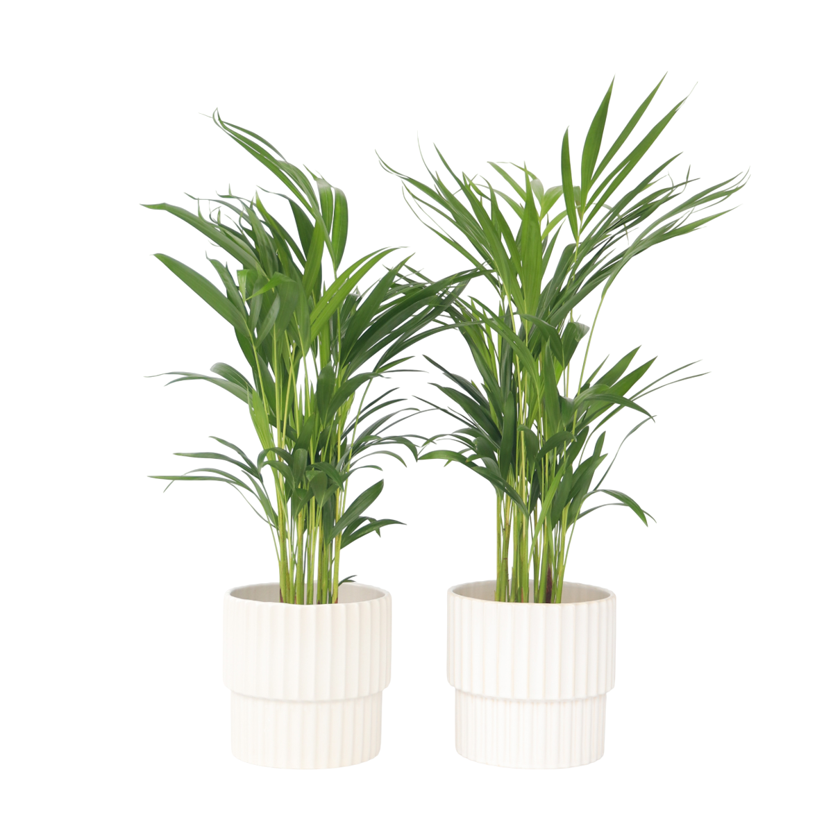 Areca palm 'Golden Cane' - 4 pcs. - Dypsis lutescens - Height 60-70cm - ⌀17cm