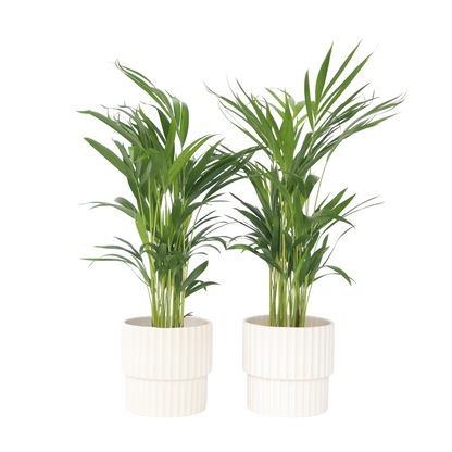 Areca palm 'Golden Cane' - 4 pcs. - Dypsis lutescens - Height 60-70cm - ⌀17cm