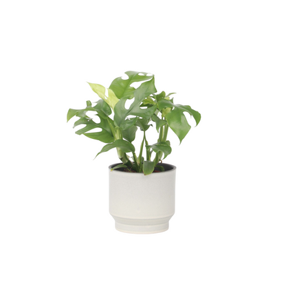 Plante à trous - Rhaphidophora tetrasperma - Hauteur 20-30cm - ⌀12cm