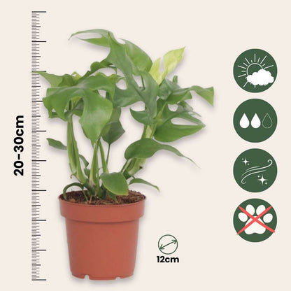 Plante à trous - Rhaphidophora tetrasperma - Hauteur 20-30cm - ⌀12cm