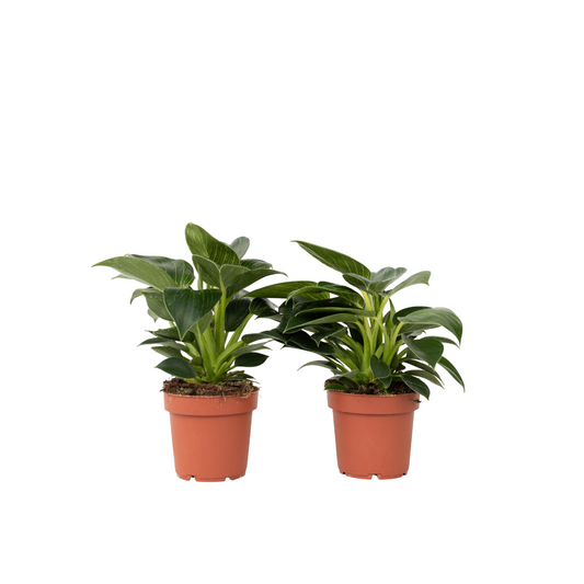 Plante verte - Set de 2 - Philodendron 'White Wave' - Hauteur 25-40cm - ⌀12cm - TD Plantz