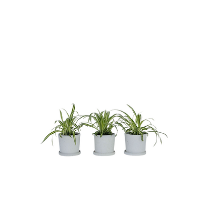 Plante araignée - Set de 3 - Chlorophytum comosum 'Atlantic' - H25-40cm - ⌀12cm - TD Plantz