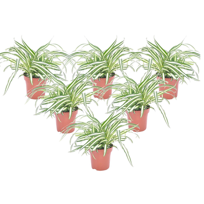 Plante araignée - Set de 6 - Chlorophytum comosum 'Atlantic' - H25-40cm - ⌀12cm