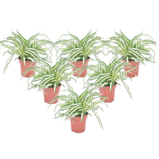 Spider plant - 6 pcs. - Chlorophytum comosum 'Atlantic' - Height 25-40cm - ⌀12cm