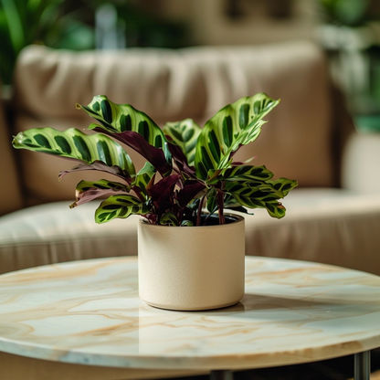 Calathea ornata - Goeppertia insignis - Hauteur 30-40cm - ⌀12cm