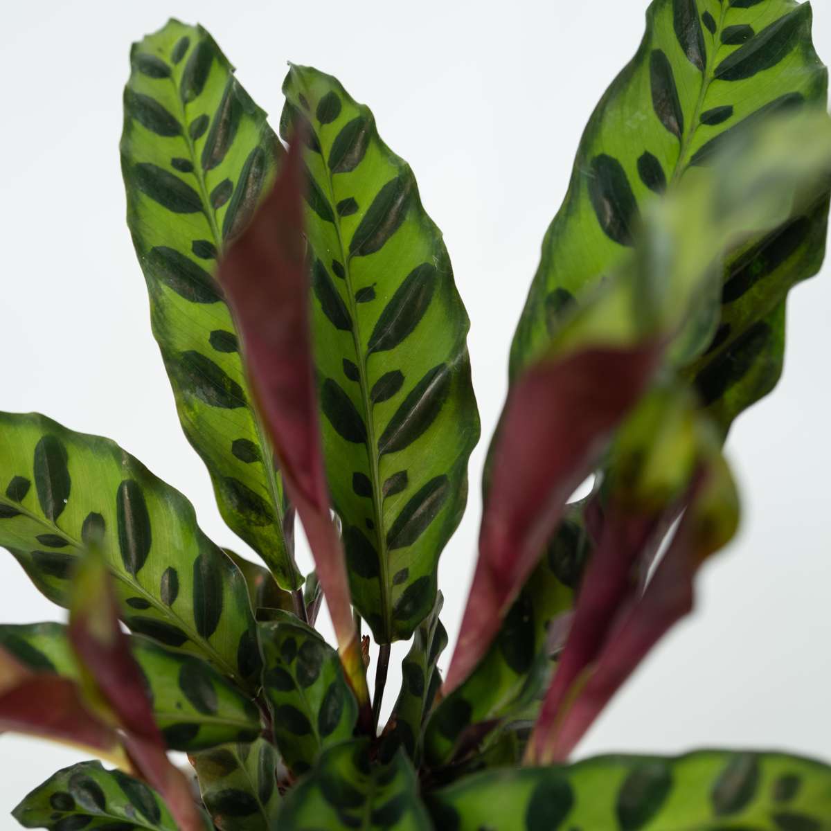 Calathea ornata - Goeppertia insignis - Hauteur 30-40cm - ⌀12cm