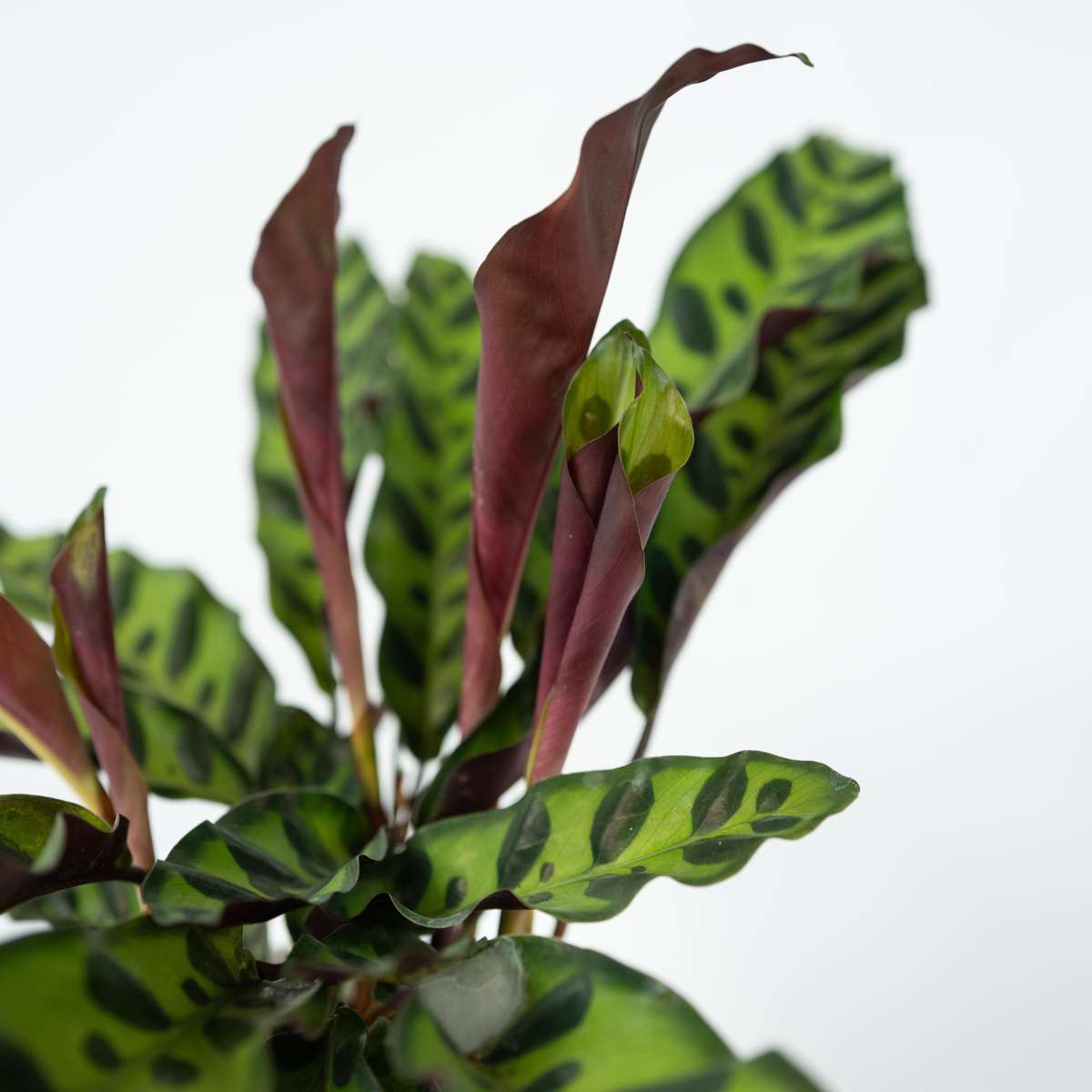Calathea ornata - Goeppertia insignis - Hauteur 30-40cm - ⌀12cm