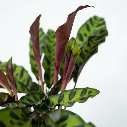Calathea ornata - Goeppertia insignis - Hauteur 30-40cm - ⌀12cm