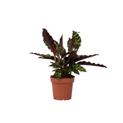 Calathea ornata - Goeppertia insignis - Hauteur 30-40cm - ⌀12cm