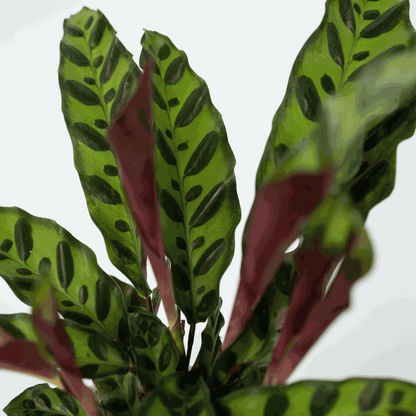 Calathea ornata - Set de 2 - Goeppertia insignis - Hauteur 30-40cm - ⌀12cm