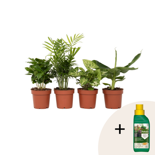 Plant Mix - 4 pcs. - Chamaedorea, Musa, Syngonium, Coffea - H25-40cm - ⌀12cm