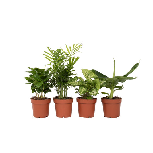 Budget Mix - 4 pcs. - Chamaedorea, Musa, Syngonium, Coffea - H25-40cm - ⌀12cm