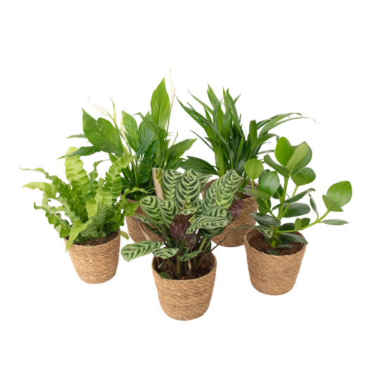 Mélange de plantes purificatrices d'air - x5 - Panier inclus - H25-40cm - ⌀12cm