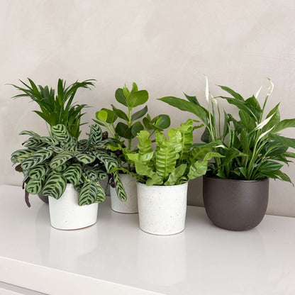 Mélange de plantes purificatrices d'air - Set de 5 - Hauteur 25-40cm - ⌀12cm
