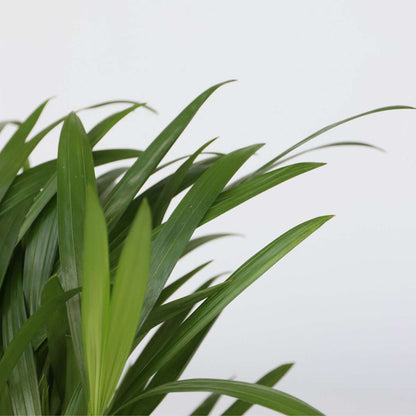 Air Purifying Mix - 5 pcs. - Houseplants - Height 25-40cm - ⌀12cm