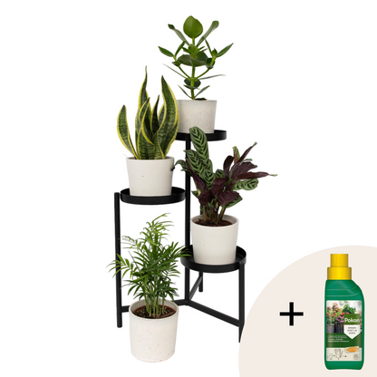 Easy Care Mix - 4 pcs. - Houseplants - Height 25-40cm - ⌀12cm