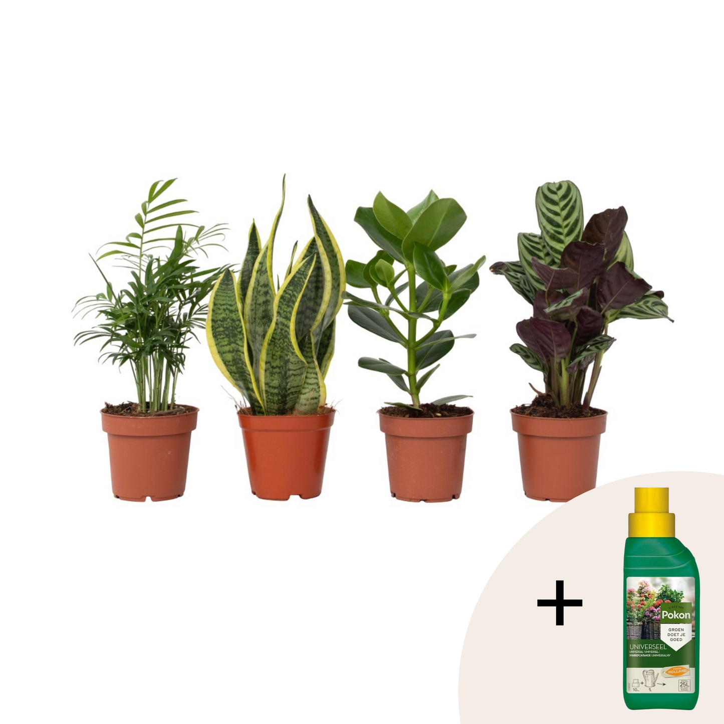 Easy Care Mix - 4 pcs. - Houseplants - Height 25-40cm - ⌀12cm