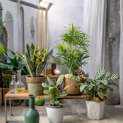 Easy Care Mix - 4 pcs. - Houseplants - Height 25-40cm - ⌀12cm