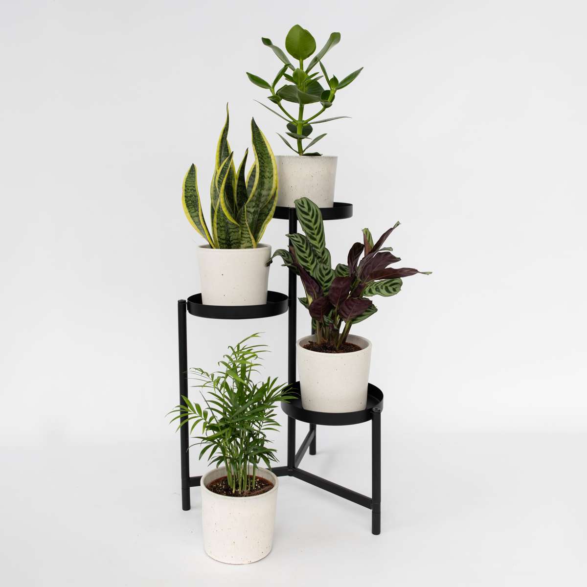 Easy Care Mix - 4 pcs. - Houseplants - Height 25-40cm - ⌀12cm