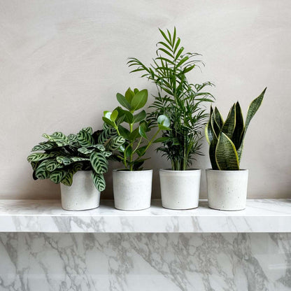 Mélange de plantes faciles d'entretien - Set de 4 - Hauteur 25-40cm - ⌀12cm