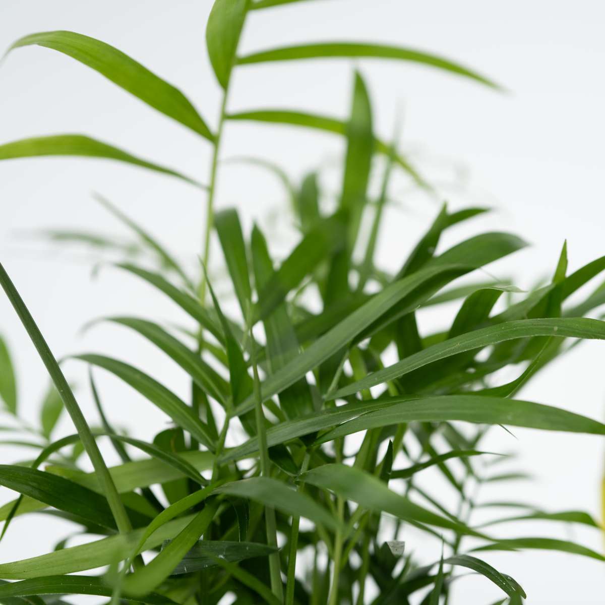 Easy Care Mix - 4 pcs. - Houseplants - Height 25-40cm - ⌀12cm