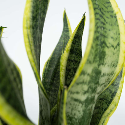 Easy Care Mix - 4 pcs. - Houseplants - Height 25-40cm - ⌀12cm