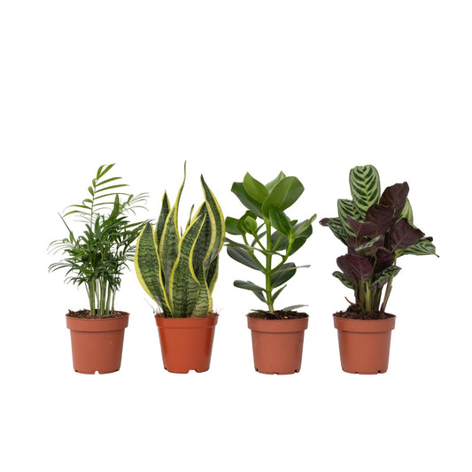 Easy Care Mix - 4 pcs. - Houseplants - Height 25-40cm - ⌀12cm