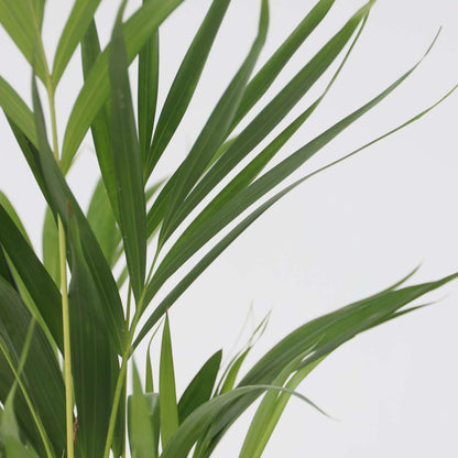 Fresh Green Mix - 3 pcs. - Dypsis, Clusia rosea, Alocasia - H50-70cm - ⌀17cm