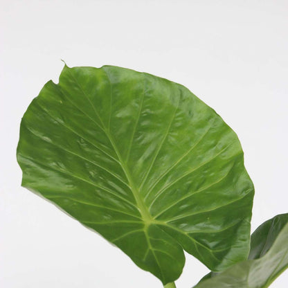 Fresh Green Mix - 3 pcs. - Dypsis, Clusia rosea, Alocasia - H50-70cm - ⌀17cm