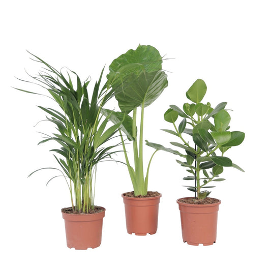 Fresh Green Mix - 3 pcs. - Dypsis, Clusia rosea, Alocasia - H50-70cm - ⌀17cm