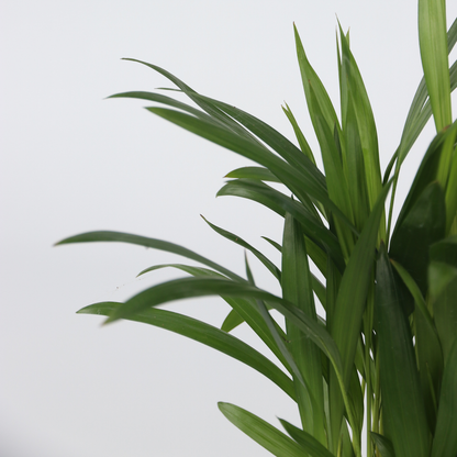 Plantes d'intérieur tendance - Set de 4 - Hauteur 25-40cm - ⌀12cm