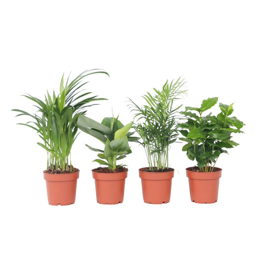 Trendy Indoor Mix - 4 pcs. - Dypsis, Cham., Coffea, Musa - H25-40cm - ⌀12cm