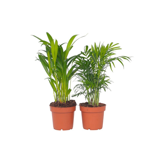 Mini Indoor Palm Mix - 2 pcs. - Dypsis, Chamaedorea - Height 25-40cm - ⌀12cm