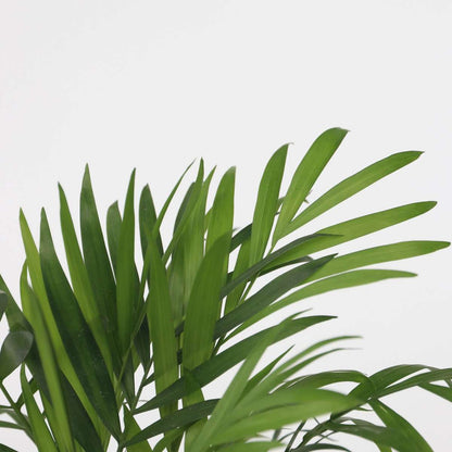 Palmiers d'intérieur - Set de 4 - Dypsis, Chamaedorea - Hauteur 25-40cm - ⌀12cm
