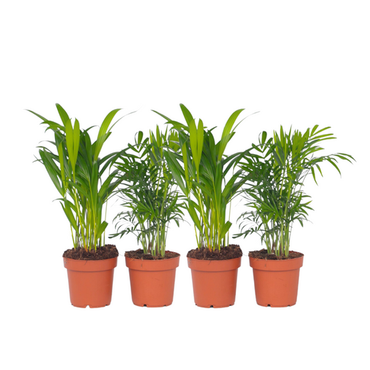 Mini Indoor Palm Mix - 4 pcs. - Dypsis, Chamaedorea - Height 25-40cm - ⌀12cm