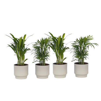 Palmiers d'intérieur - Set de 4 - Dypsis, Chamaedorea - Hauteur 25-40cm - ⌀12cm