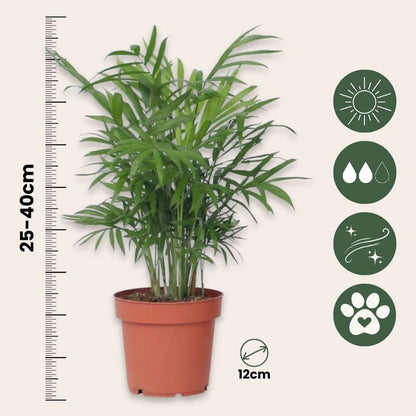 Palmiers d'intérieur - Set de 4 - Dypsis, Chamaedorea - Hauteur 25-40cm - ⌀12cm