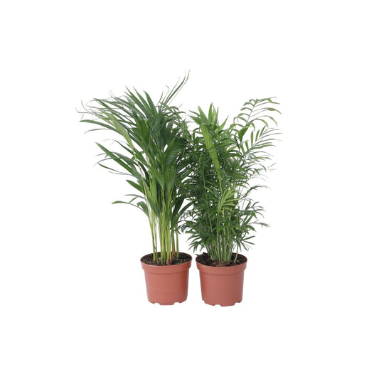 Indoor Palmmix - 2 pcs. - Chamaedorea, Dypsis - Height 50-70cm - ⌀17cm